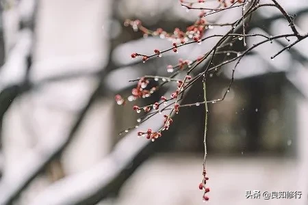 梅花古诗的意思和解释 描写关于梅花的诗