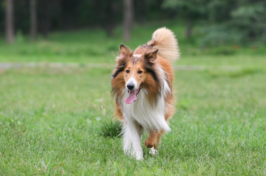 苏格兰牧羊犬性格特点怎么样，家养苏格兰牧羊犬的感受