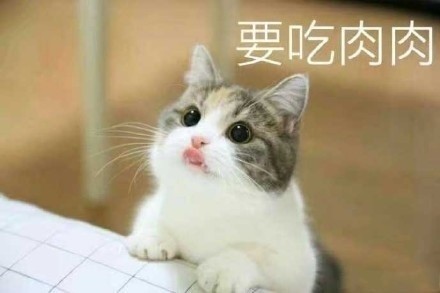 猫咪要钱套路表情包合集