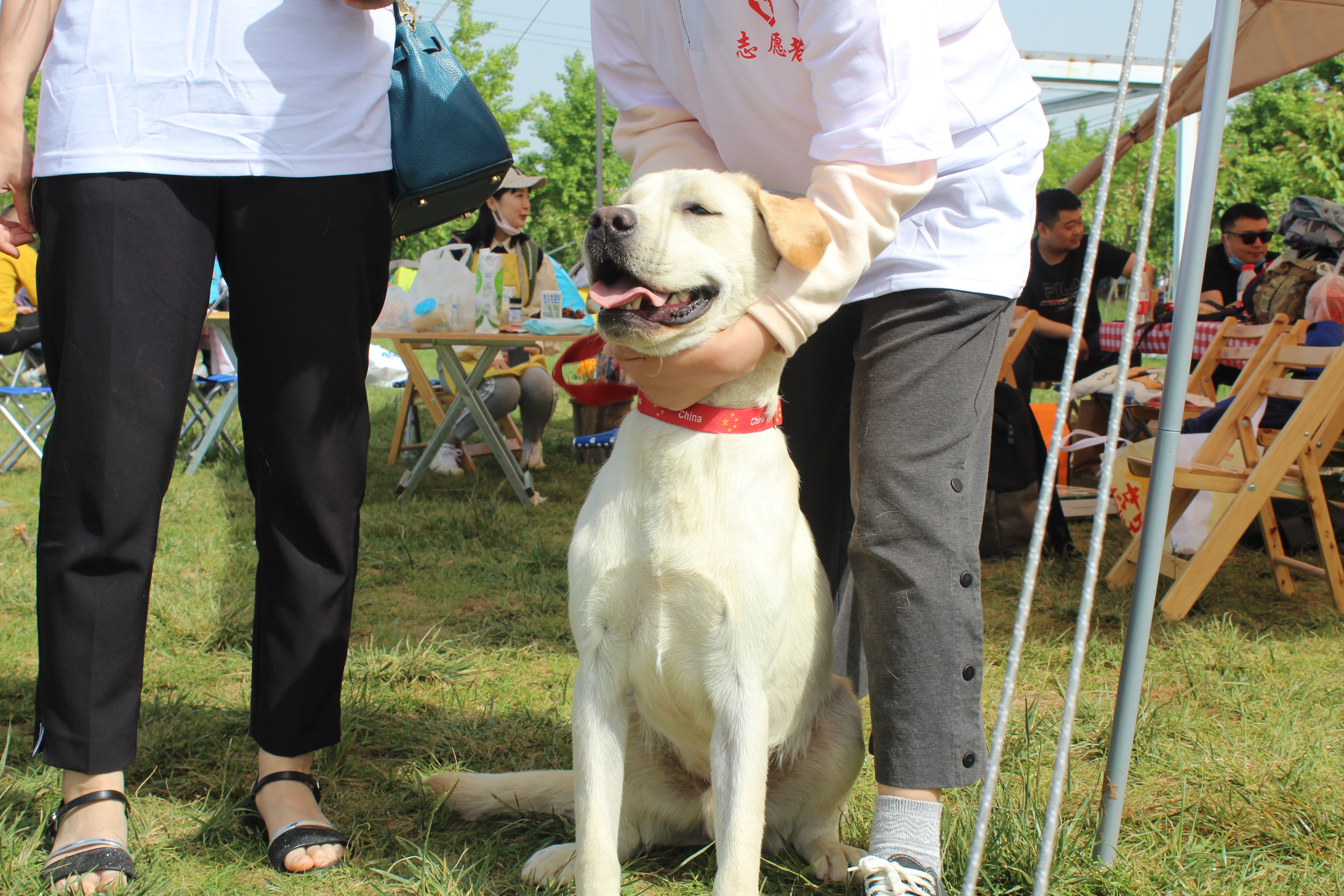 什么是2000万人关注的导盲犬基地？在这里，狗和志愿者才是主角