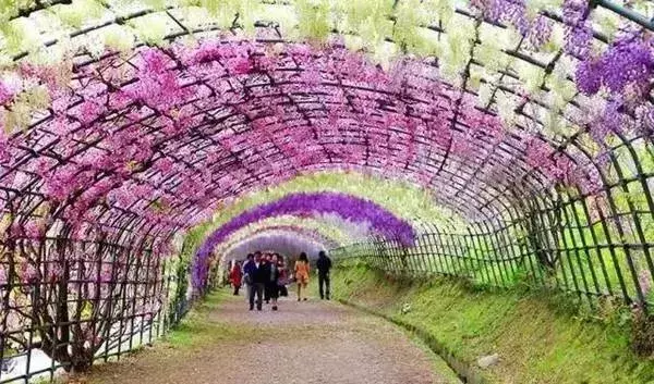 世界最美林荫道,在武汉的它必须拥有姓名