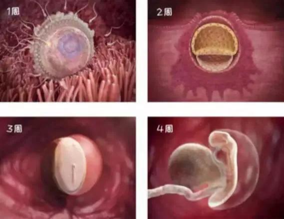 1-40周胎儿发育高清图