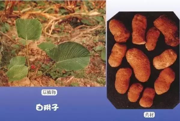 这些中药,名字看起来很像,但实际作用却大相径庭