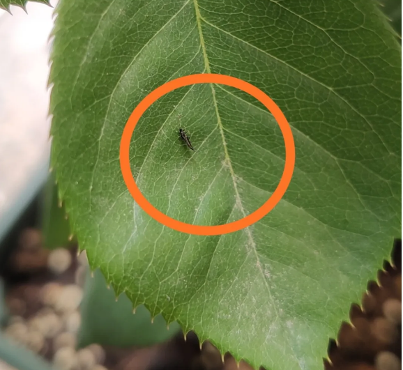 养花时遇到的害虫蓟马 会飞还爱啃嫩芽 只有这样才能祛除干净 天天看点