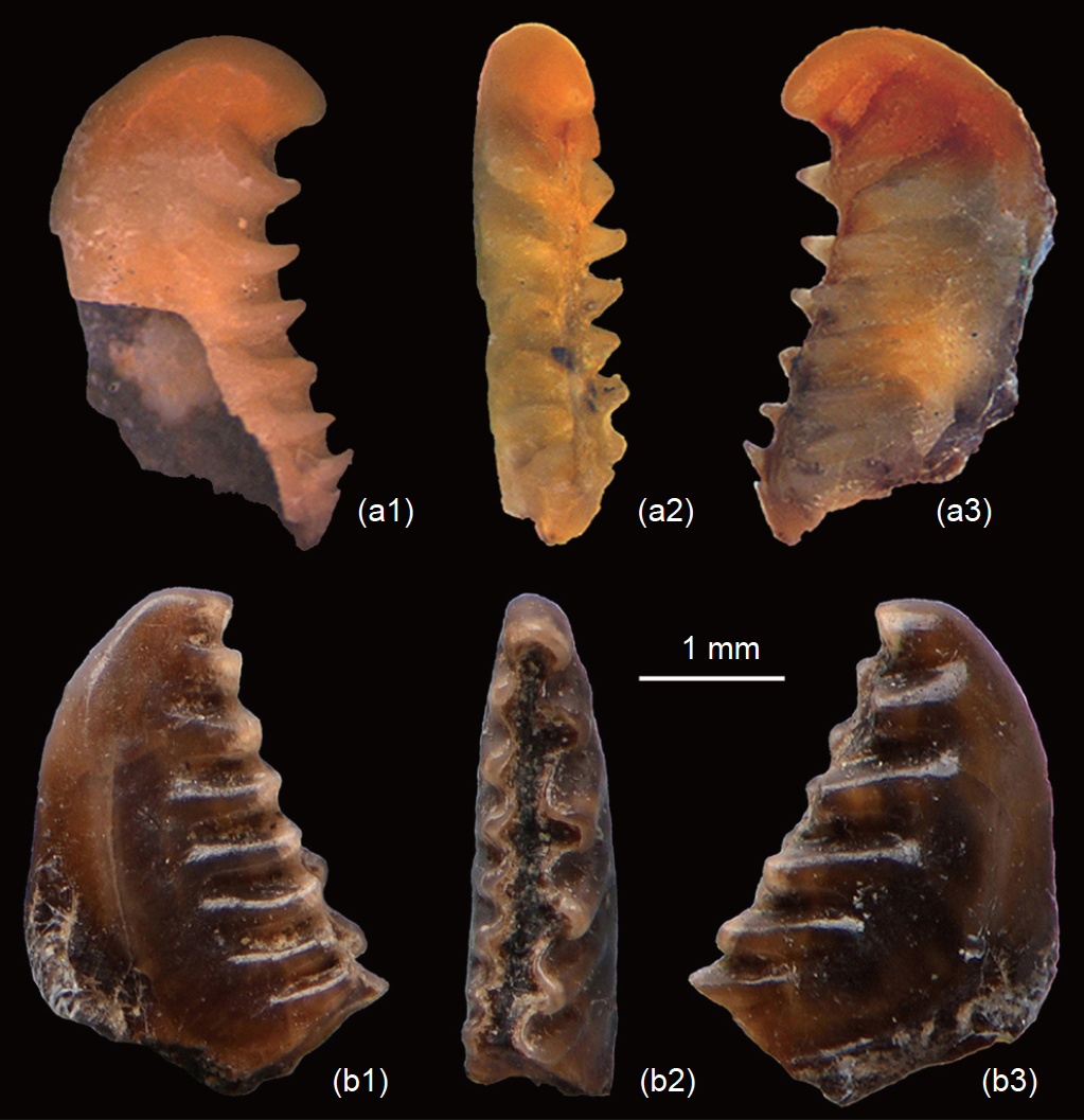 草鱼咽喉齿演化说明草鱼可能起源于3千万年前中国西部的一种肉食性