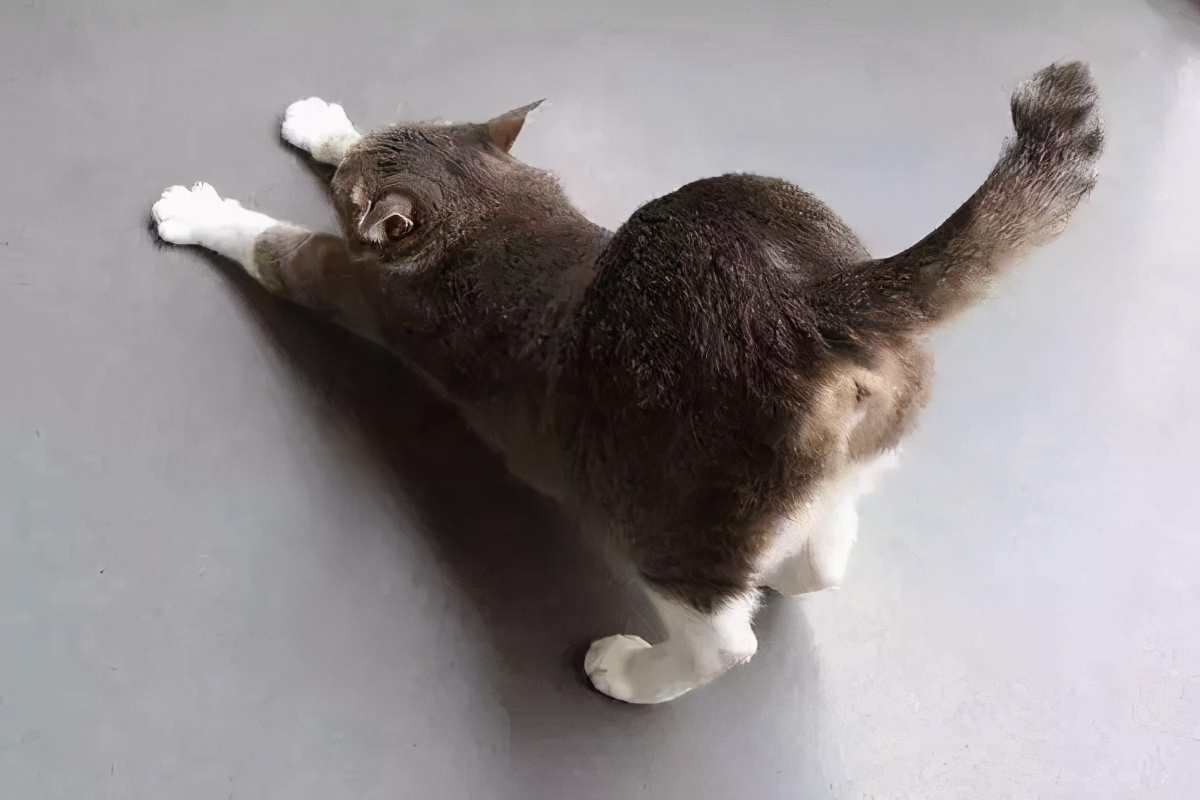 学会猫咪这些日常的“肢体语言”，秒懂它