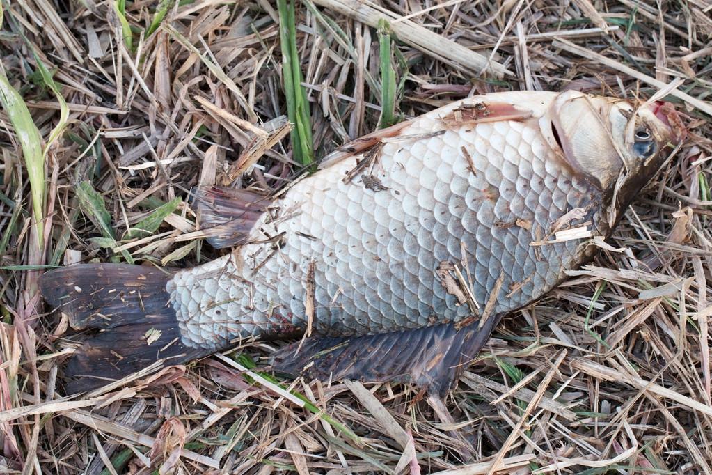 鲫鱼怎么钓浮 _极限路亚