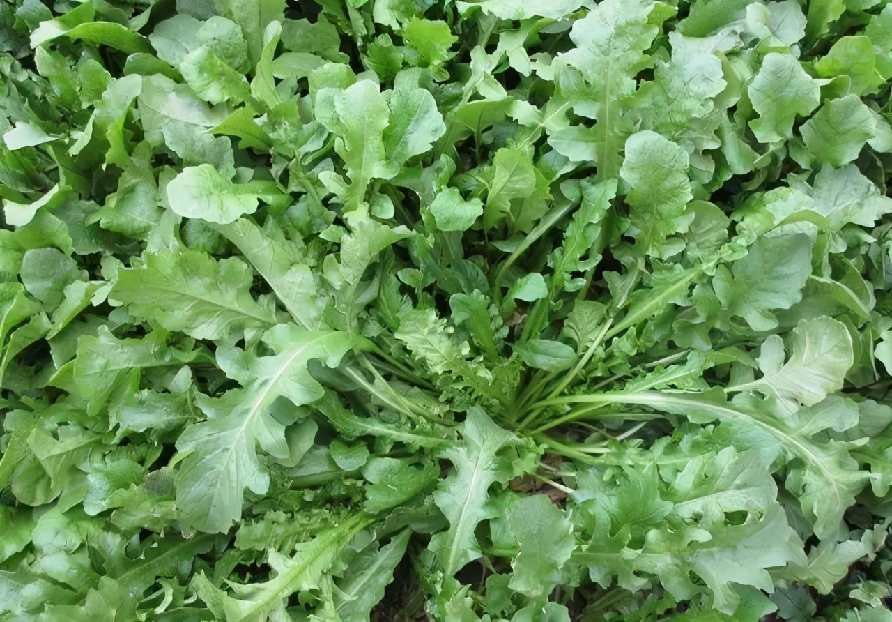 5种野菜图片,带你见识不同的野菜和吃法,营养丰富,好吃又健康