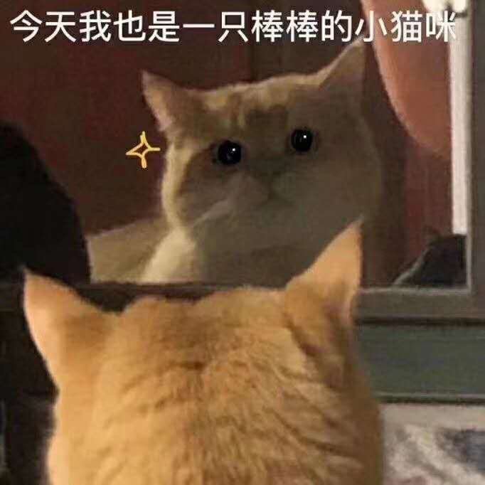 猫咪表情包合集｜很好，你成功引起我的注意