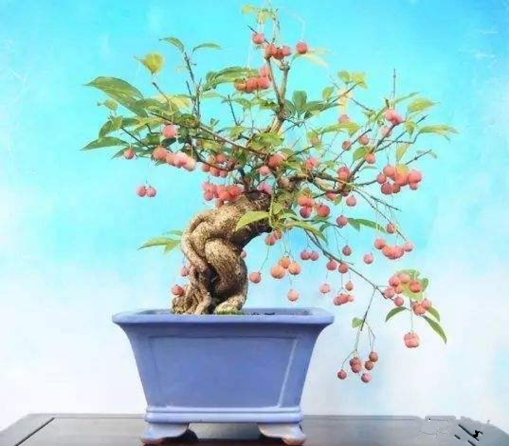 卫矛盆景的造型与养护,秋季叶,果红艳,冬季枝翅奇特