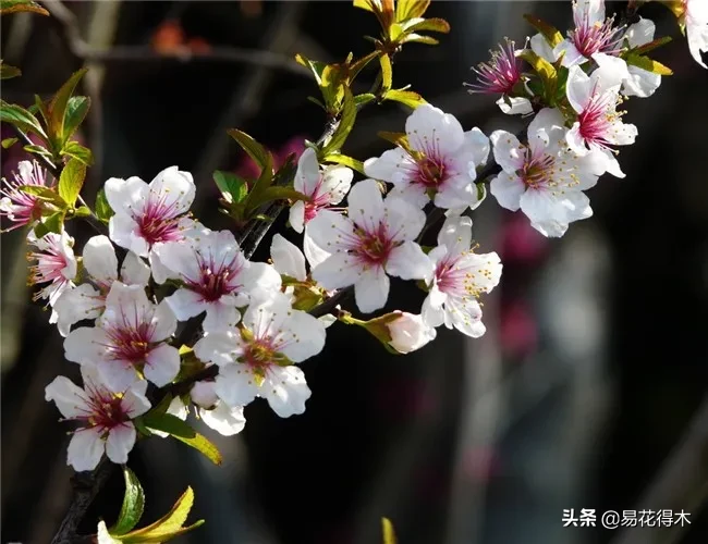 棠梨鉴赏｜东风二月淮阴郡，唯见棠梨一树花