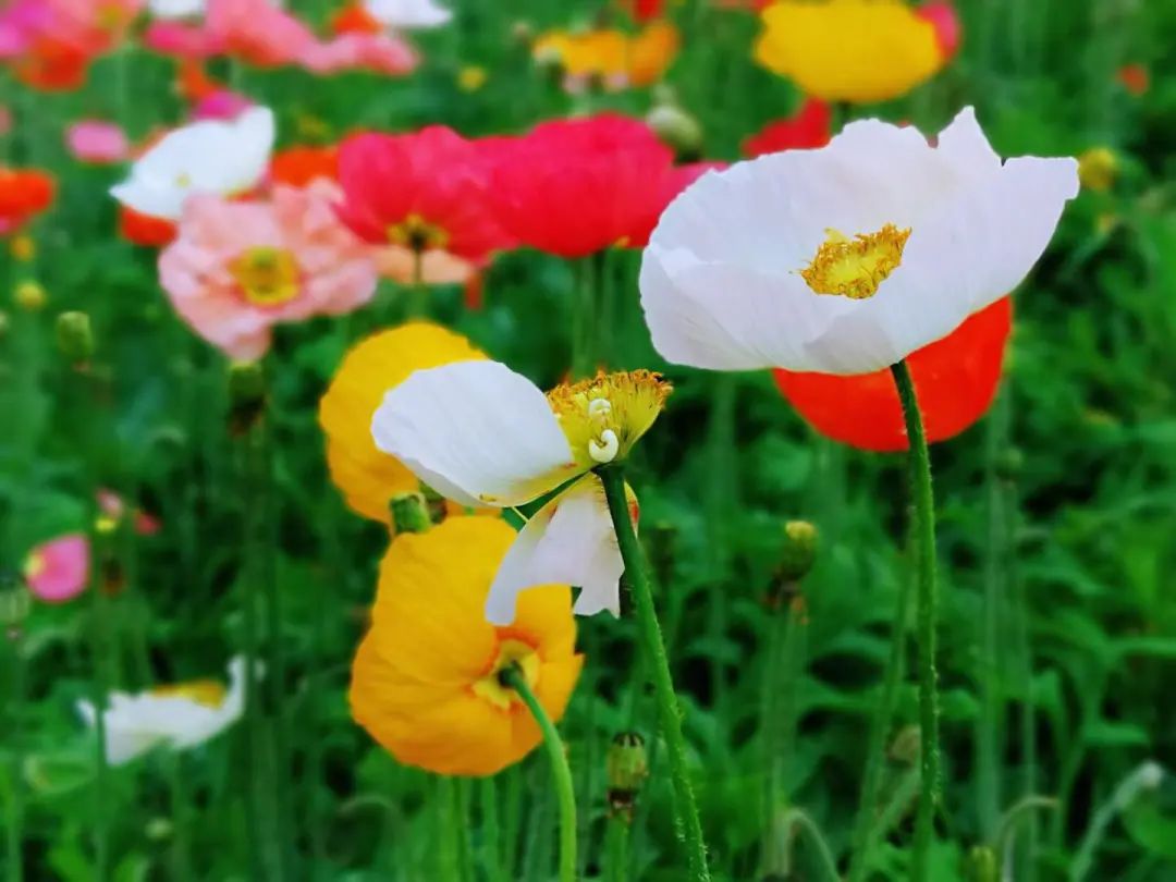 天河｜花城看花丨天河公园，虞美人花开，春摇荡