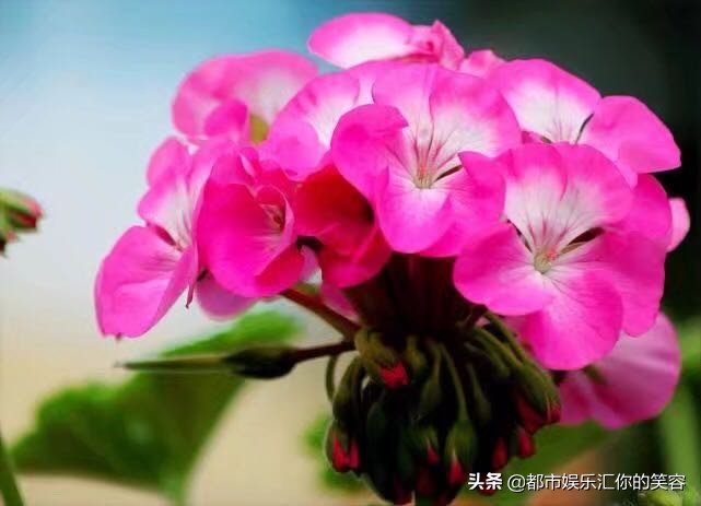 白羊座眼中最美好的爱，只有这个星座能给予，爱上你好幸福