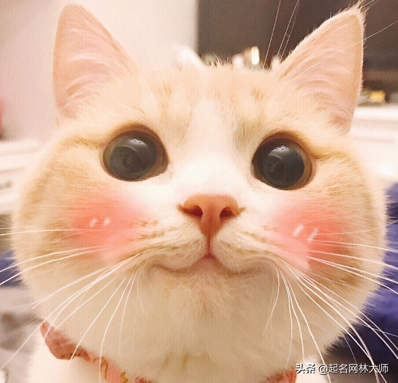如何区分小猫公母及常见宠物猫咪品种名称大全