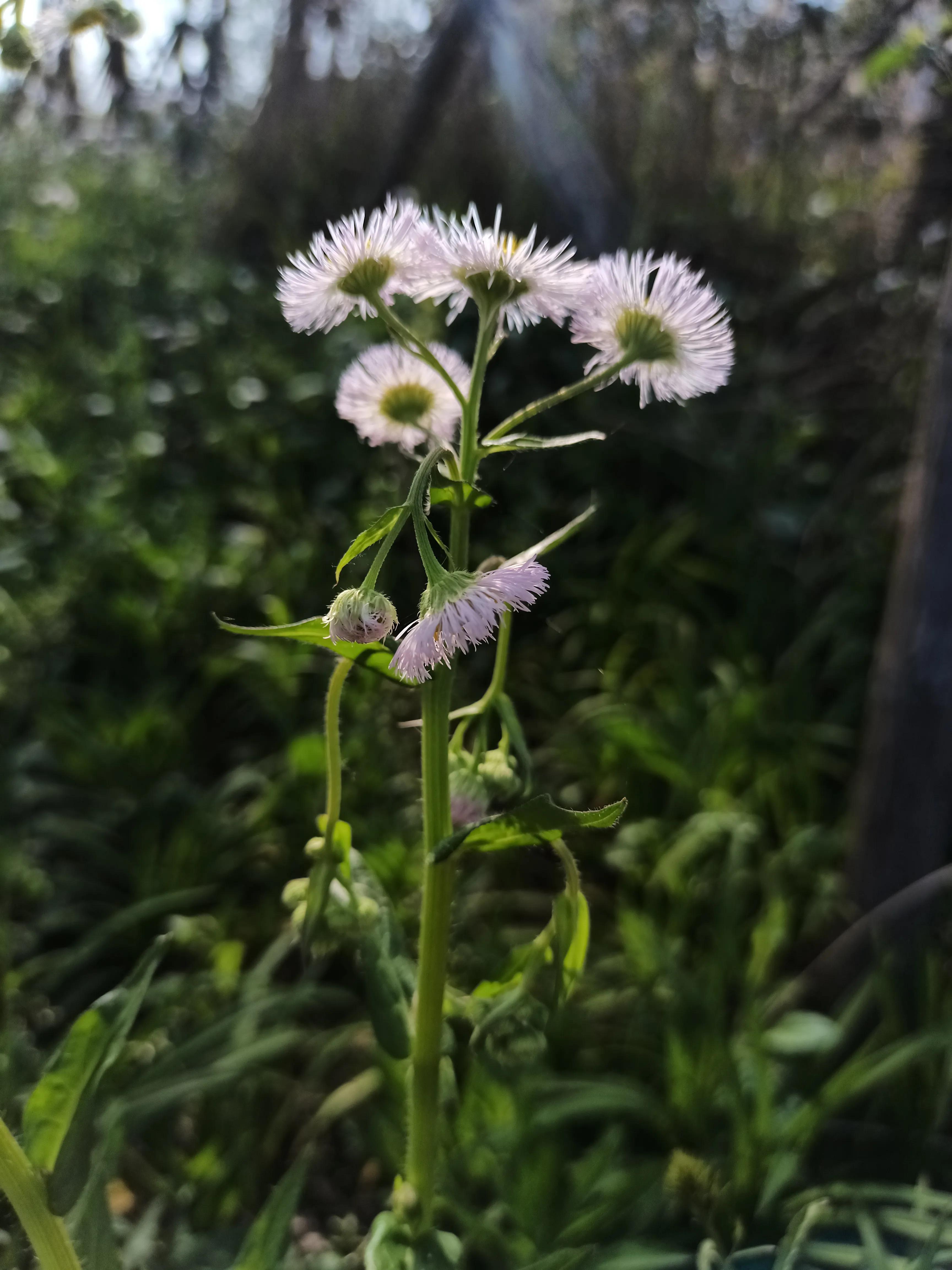 春紫菀是什么花（带你了解春紫菀花语与花期）