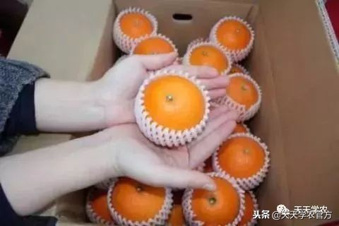 金秋砂糖桔尾货卖6块，都说今年柑橘市场不好，沃柑还能8块一斤？