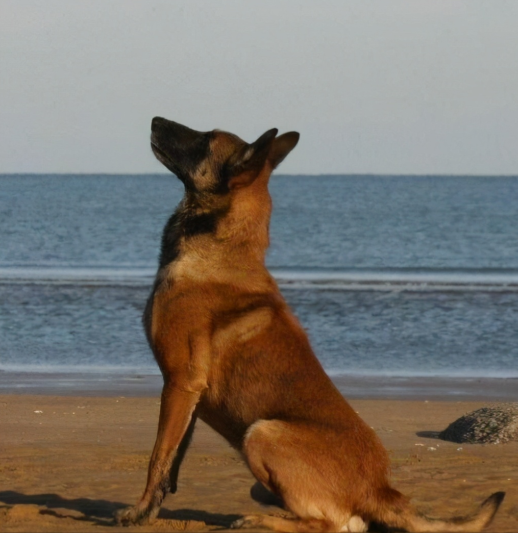 一只对你一生忠诚的狗 一旦你有一只 一只松狮狗 三只西藏蜻蜓 四匹马 五只秋田犬 还有中国牧羊犬