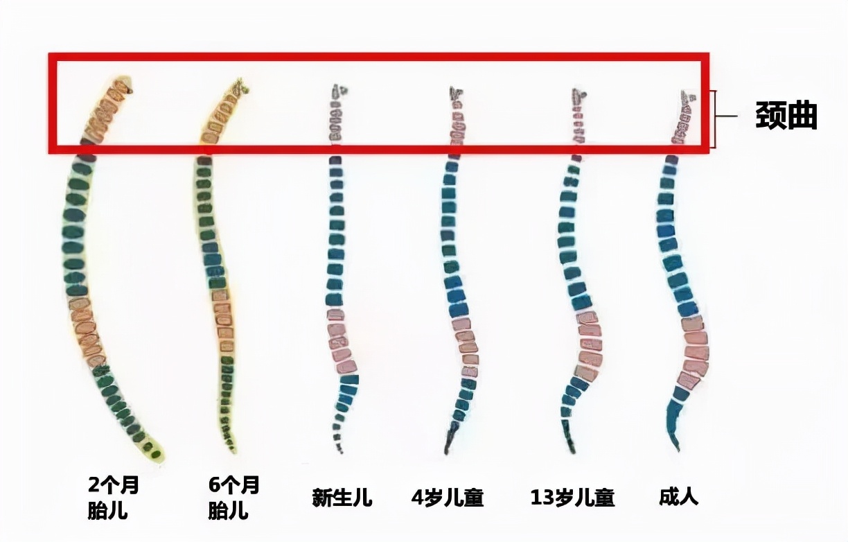 用错伤颈椎！宝宝多大能用枕头？怎么用？看这篇就够了