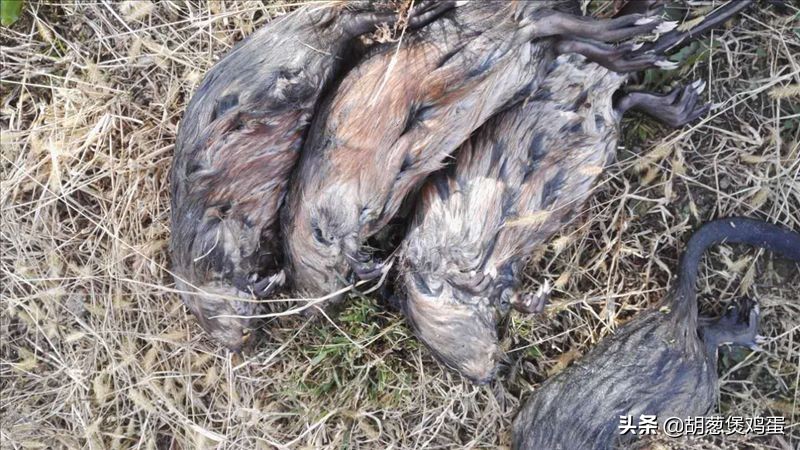 老鼠會游泳嗎,老鼠會游泳嗎?老鼠會淹死嗎?