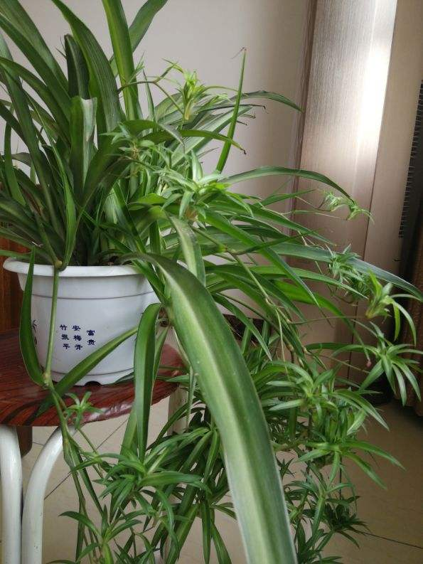 新装修的房子养9种花，净化空气效果好，养在家里也漂亮