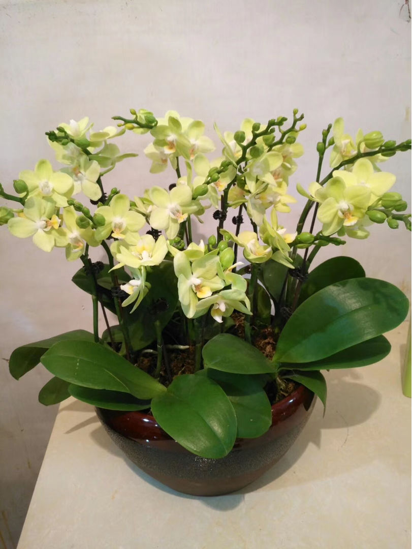 5种花养在办公室,皮实好养,还有"财源滚滚"好兆头