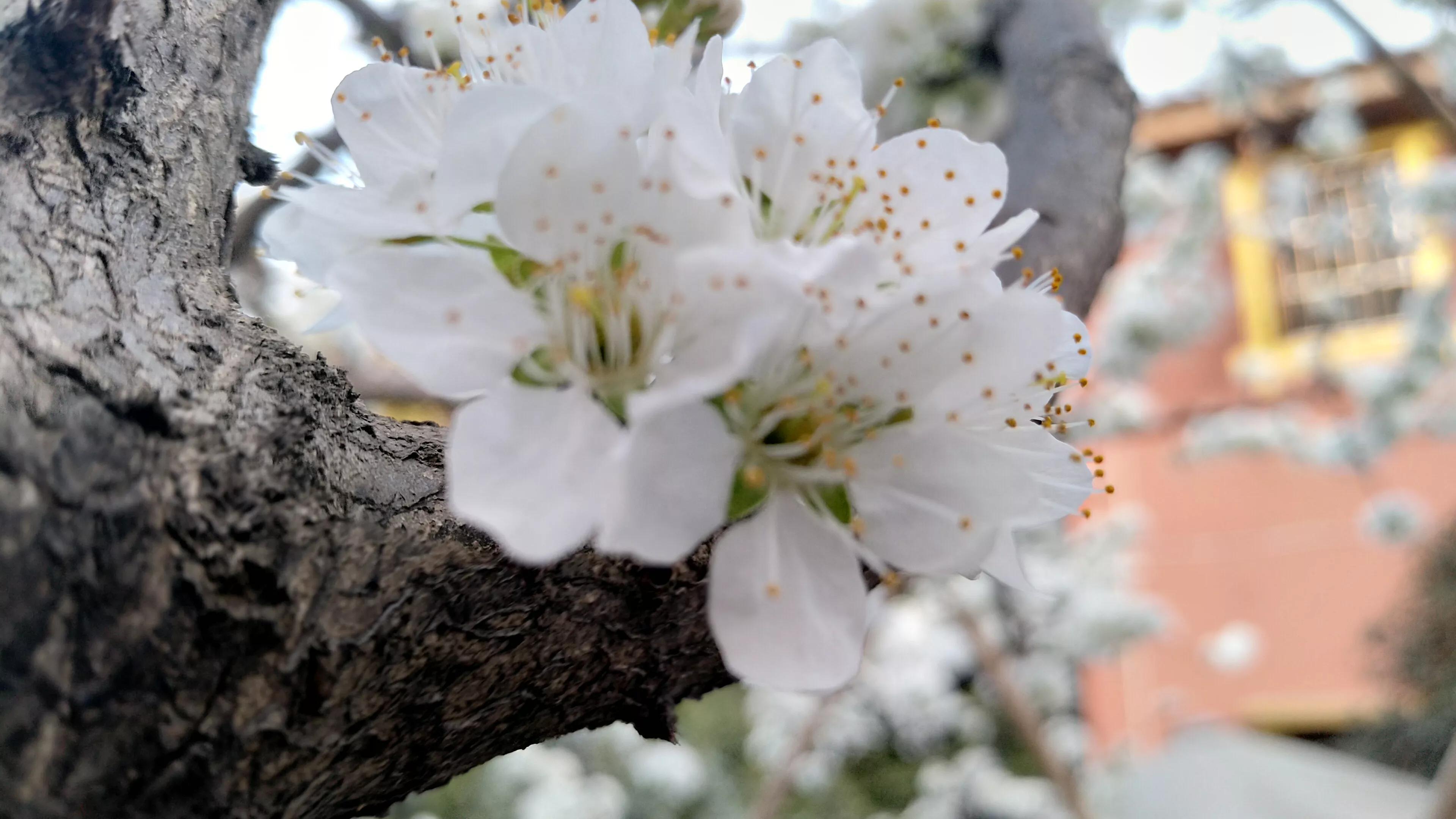 李树开花一树白，银装素裹如堆雪