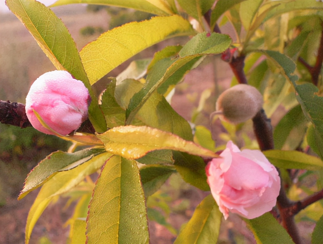 「新诗采撷」张金虎 | 小草（微诗七首）