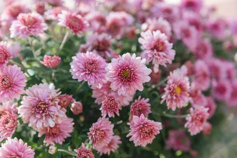 25种在秋天里盛开的花朵,颜值高、花量大,不少还很耐寒