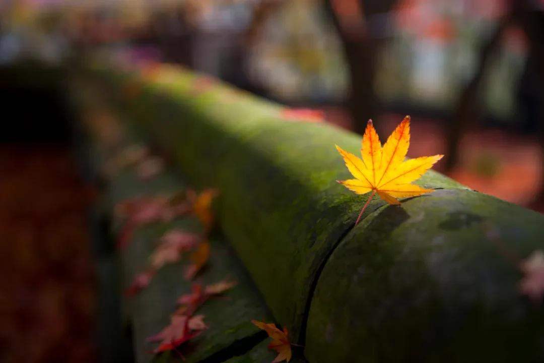 赏读：一程山水一年华，一路风雨度人生