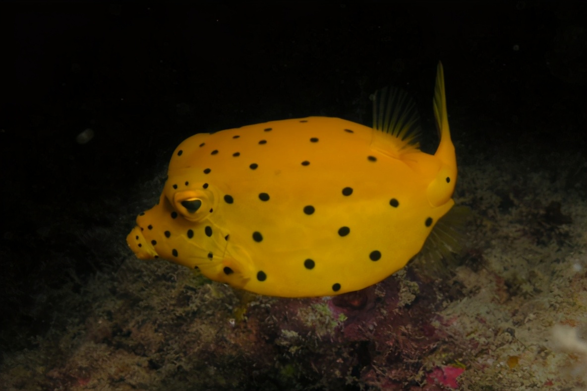 箱豚鱼图片(粒突箱鲀超级萌的有毒小鱼介绍)