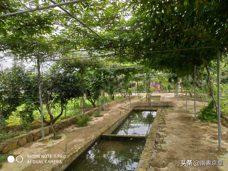 清远北江河边有个小渔村~白庙，还有个娃娃鱼养殖基地雪鲵庄园