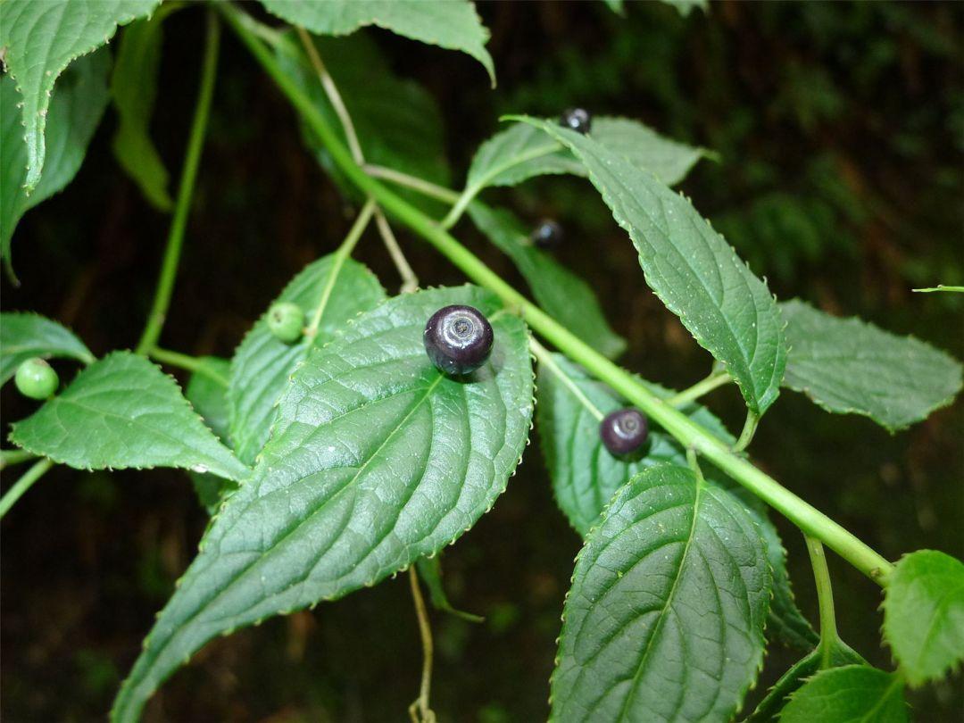 奇特植物“叶上珠”,开花和结果都在树叶上完成,我国有全部种类