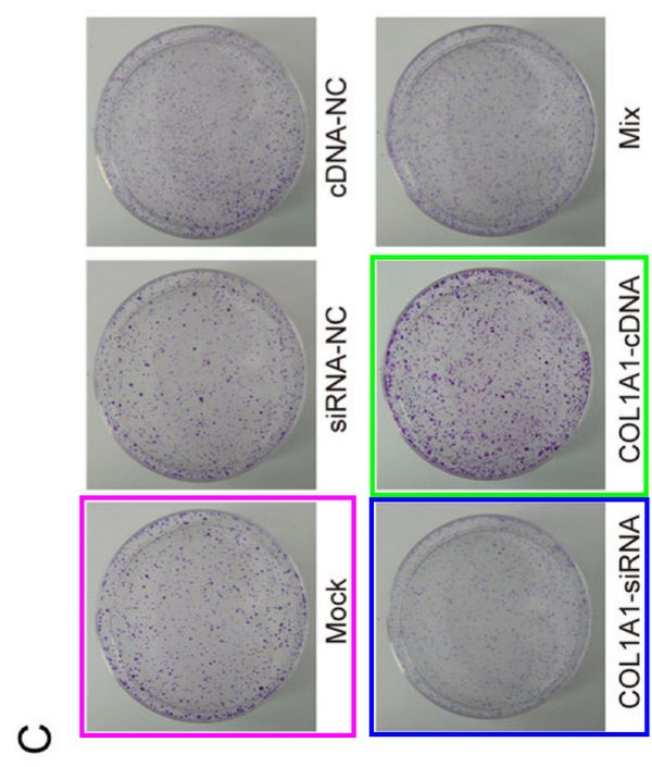 华北理工大学附属医院发表的SCI因图片疑似与他人文章重复遭质疑
