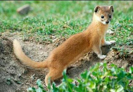 黄鼠狼是什么样子的?