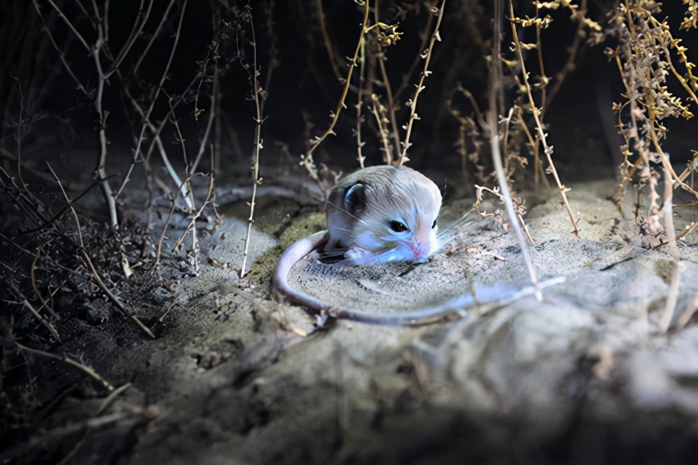 长耳跳鼠(驴友在沙漠发现神奇小动物,像个球形"鼠标",一年睡九个月)