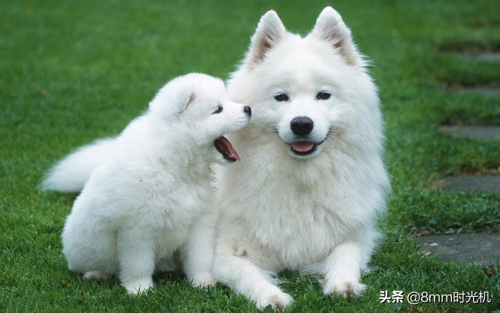 萨摩耶图片
