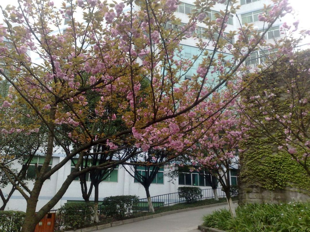 重庆邮电大学、西安邮电大学哪所实力更强？2021考生怎样选择