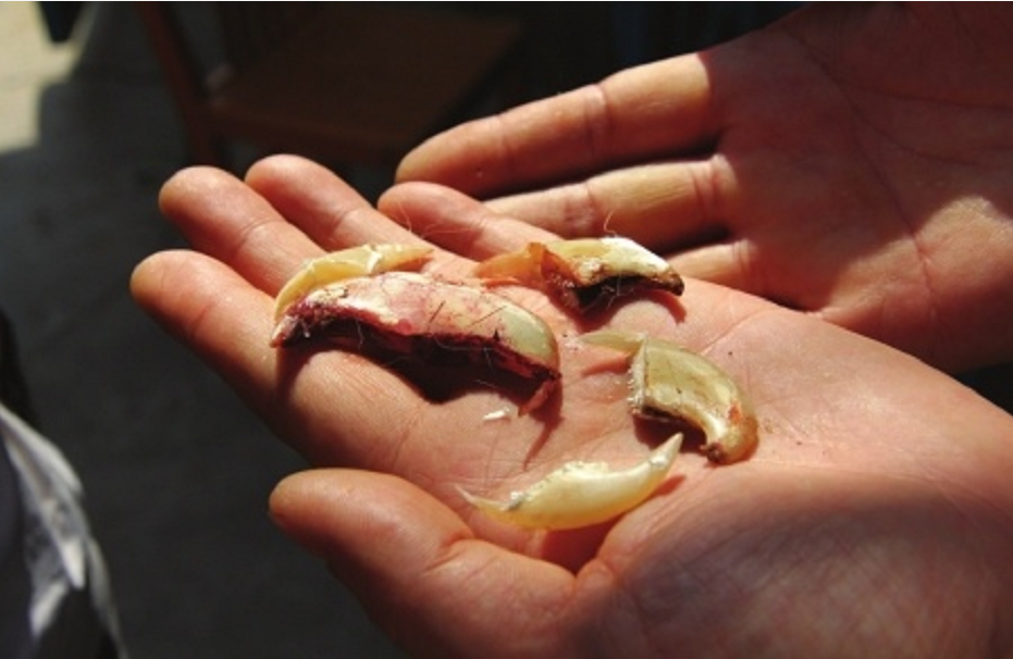 真虎骨到底长什么样?地摊上假虎骨是怎么制成的?