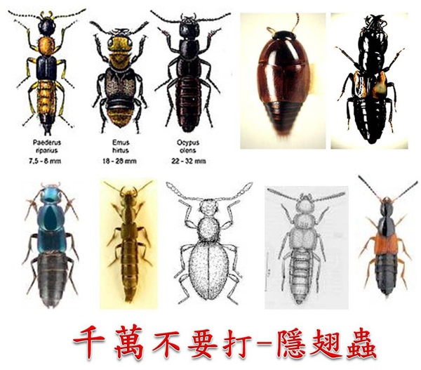隐翅虫咬人致命?别再误传了