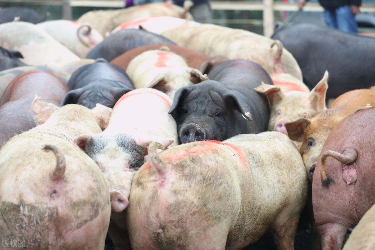 11月19日猪价大跌“压垮肉价”，蛋价、牛羊肉却大涨，啥情况？