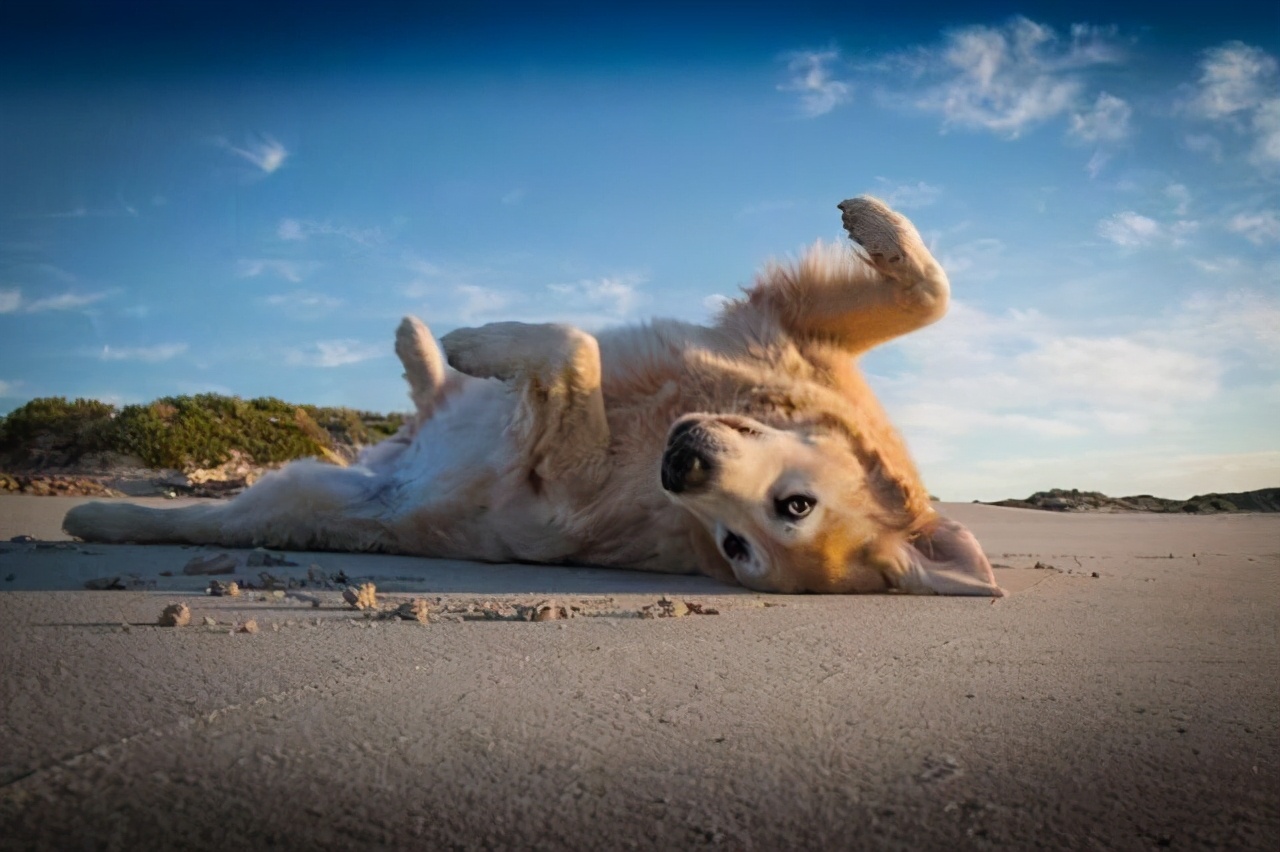 狗狗动作的含义图解 _飞翔号