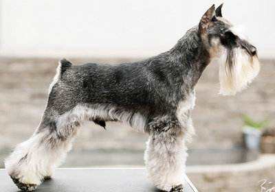 雪纳瑞美容(雪纳瑞造型图片)