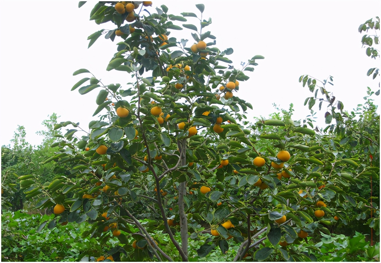 适合广东种植的庭院果树