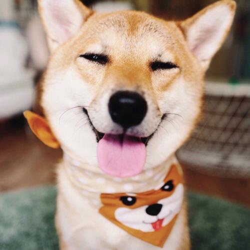 警犬会绝育吗？通过绝育的利弊，了解工作犬的特点和要求