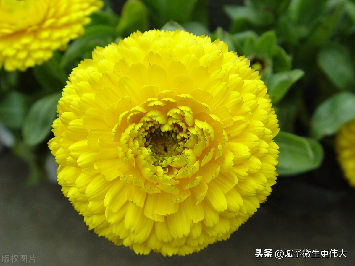 像章——布衣非布衣照样涉世入张