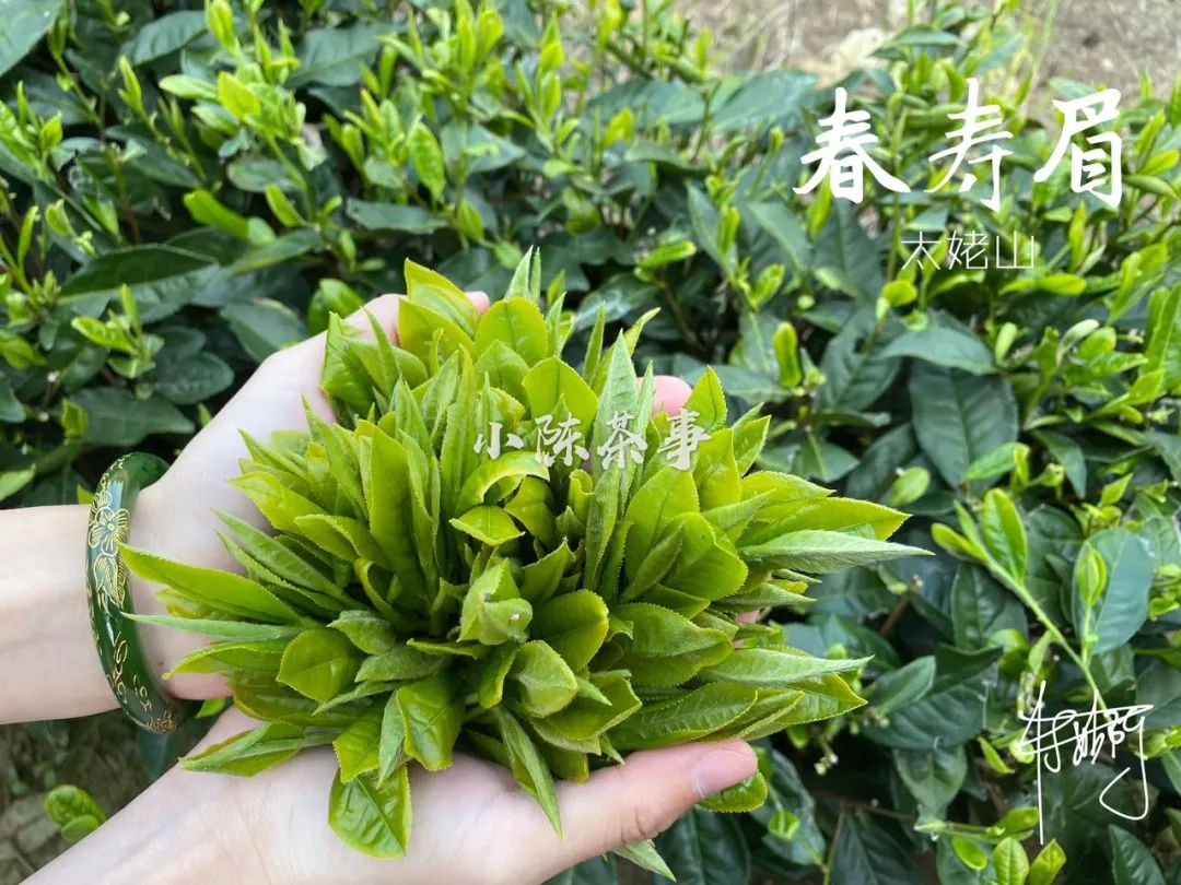 饼茶没有散茶好，寿眉不值钱，10个白茶偏心语录，你中了几个？