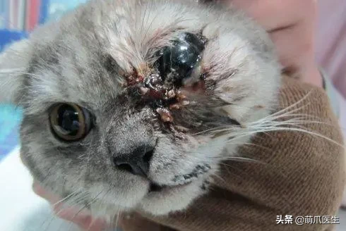 猫咪眼部分泌物不容忽视！预防眼部疾病，清洁和健康饮食很重要