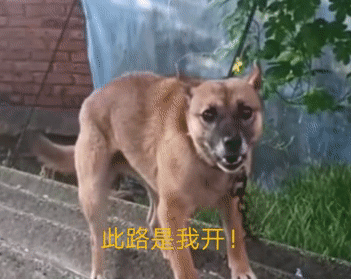 四川男子祖传训犬秘技：如何与爱犬和谐共处