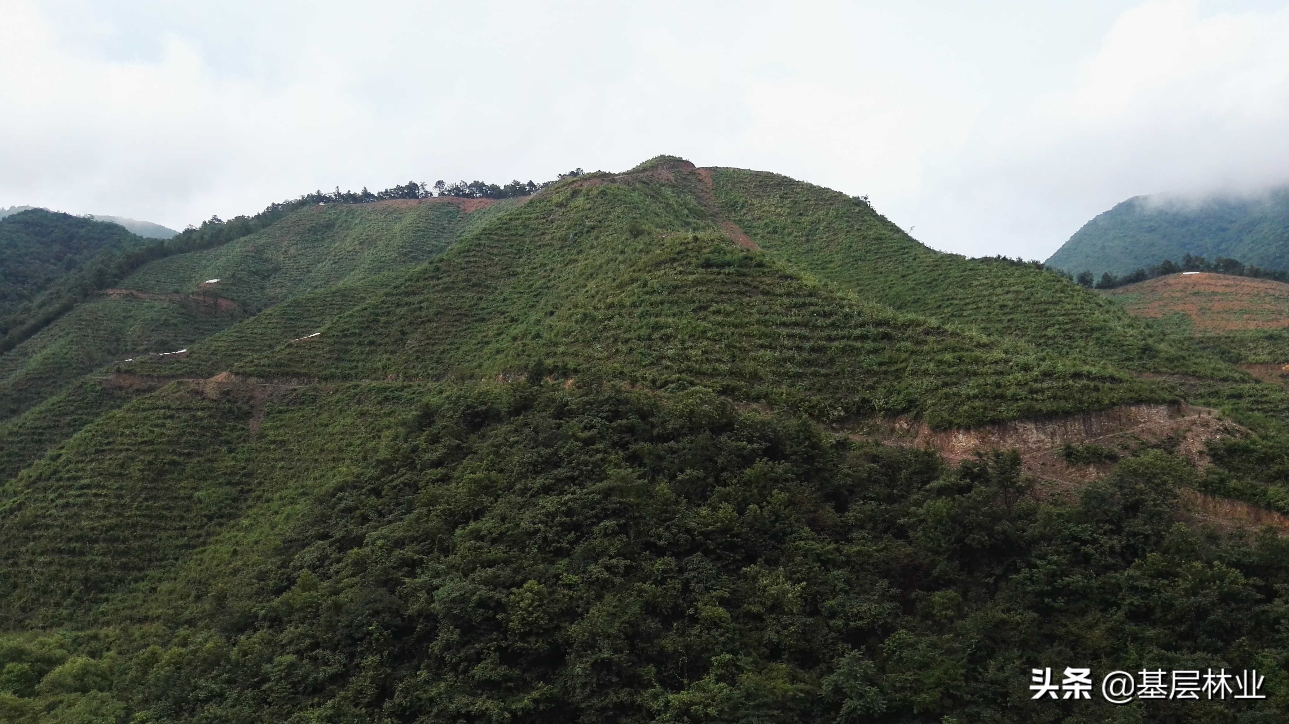 杉树木材价格一棵杉木13万元