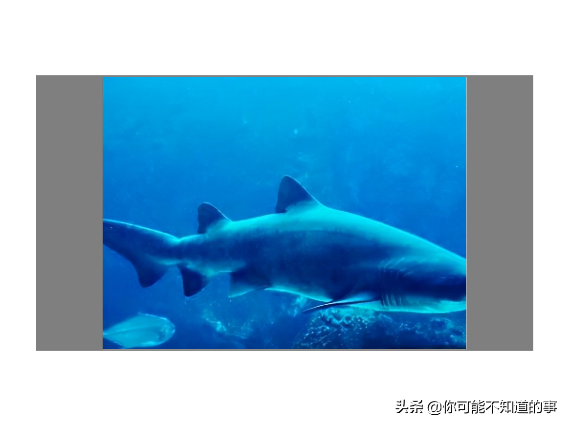 世界上最危险的海洋生物 探索神秘海洋十大最危险生物